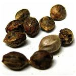 Семена марихуаны АК-47  (Seeds AK-47) в Коле